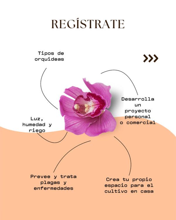 Aprende Orquídeas