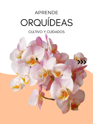Aprende Orquídeas
