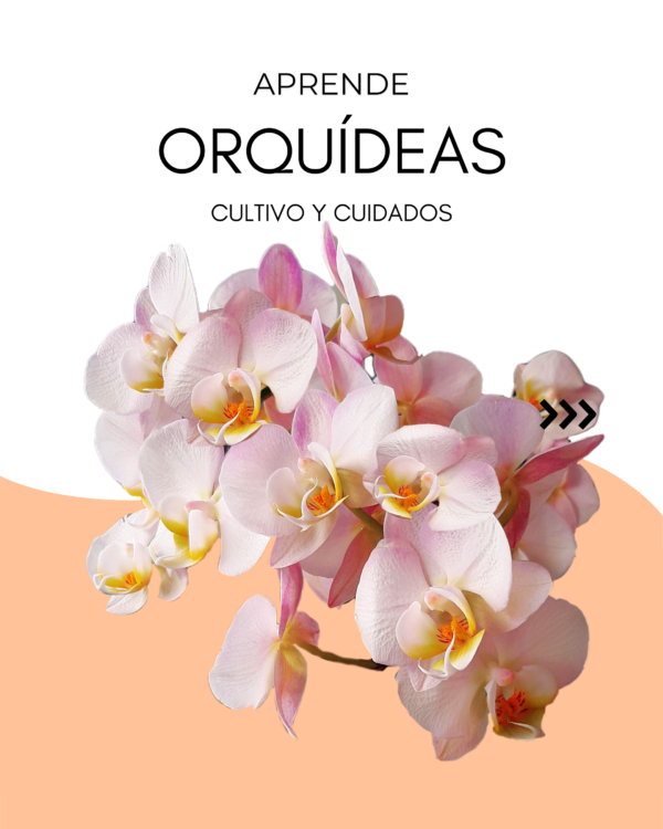 Aprende Orquídeas