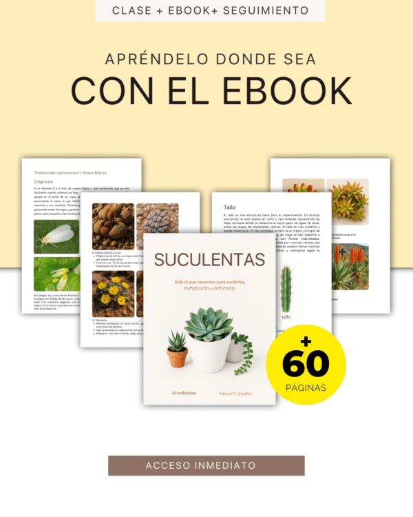 Aprende Cultivo de Suculentas