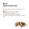 Descubre la Apicultura: Cría Abejas y Produce tu Propia Miel