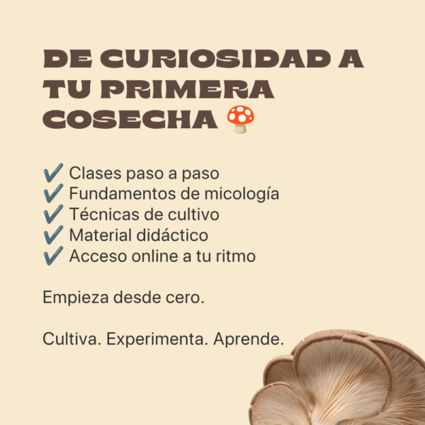 Cultiva tus propios hongos en casa