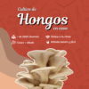 Cultiva tus propios hongos en casa