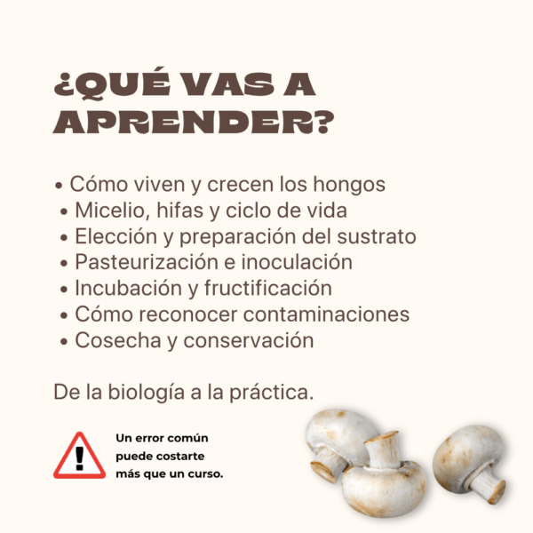 Cultiva tus propios hongos en casa