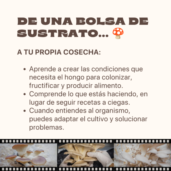 Cultiva tus propios hongos en casa