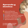 Cultiva tus propios hongos en casa